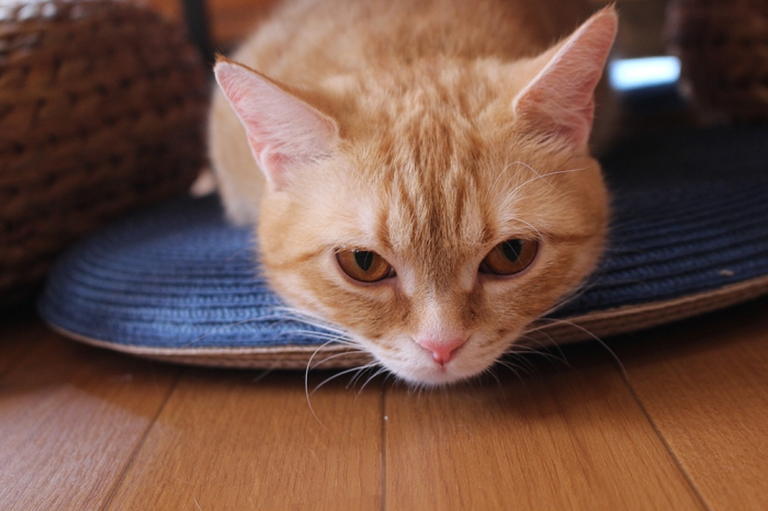 短足猫専門の猫カフェ シュネコカフェ に行ってみた 天神サイト