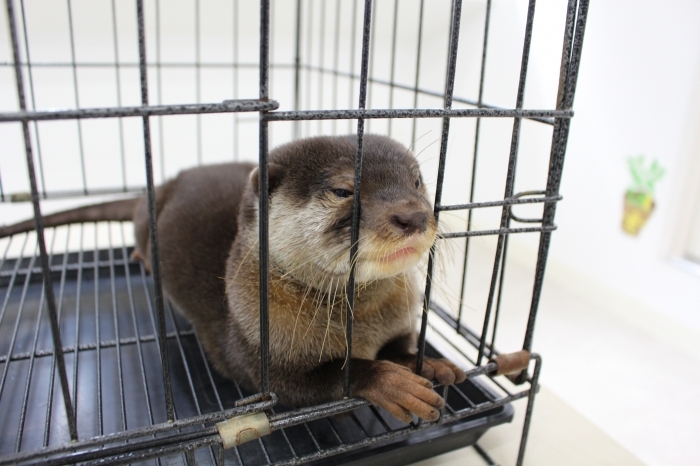 もふもふからチクチクまで 天神にある動物カフェまとめ 天神サイト