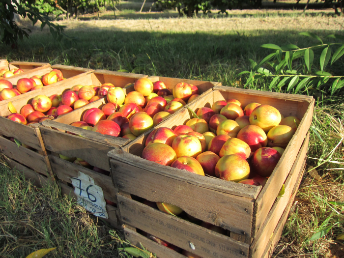 りんご形 ココット イタリア産 りんご形 ココット イタリア産