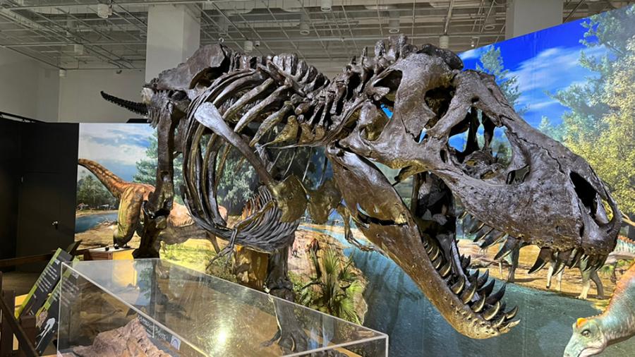 食物連鎖の頂点に君臨するティラノサウルス 福岡市科学館に参上 天神サイト 食物連鎖の頂点に君臨するティラノサウルス 福岡市科学館に参上 天神サイト